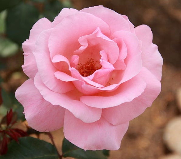 Queen Elizabeth rose