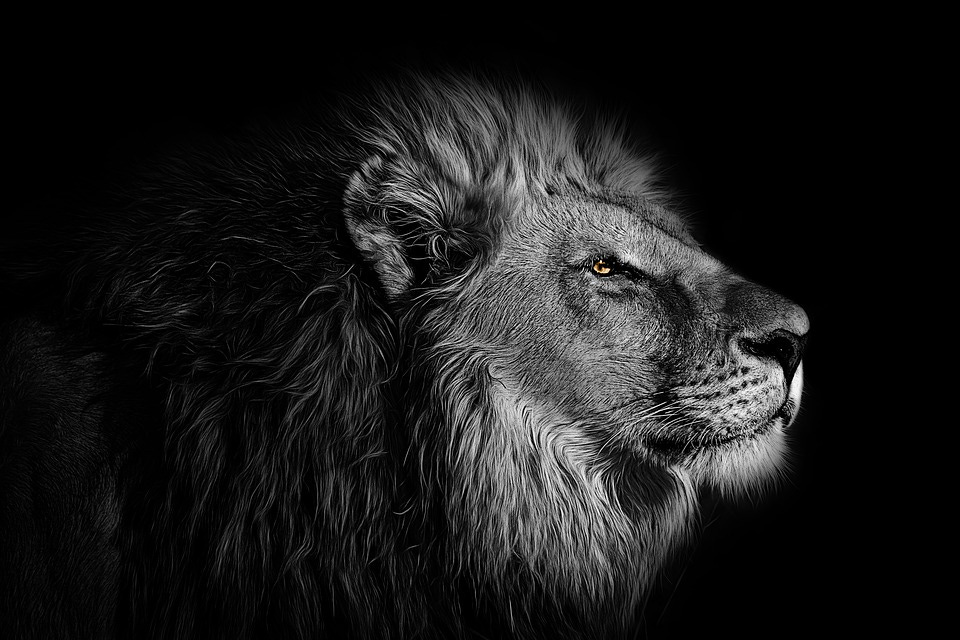 Wallpaper, Background, Lion, Animal, Wild, Wildlife