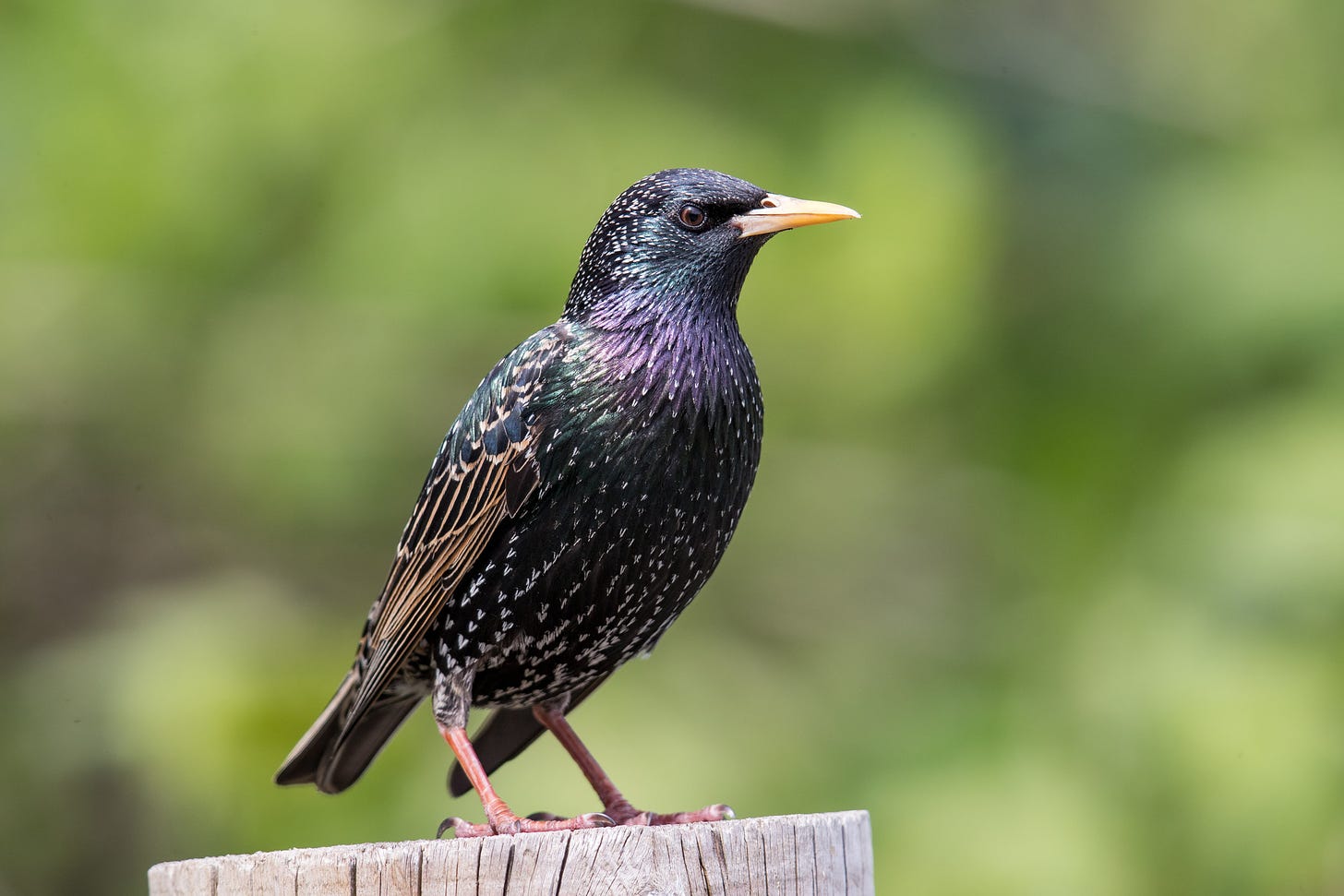 a European starling stands on a log. It's black with white flecks down its body and iridescent feathers along its neck.