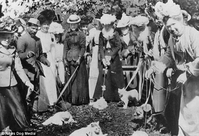 First Cat Show, Crystal Palace, London 1871