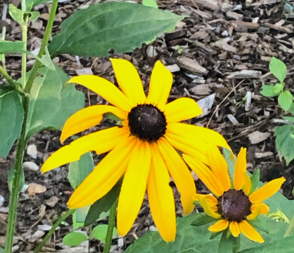 A nice sunflower in my backyard.