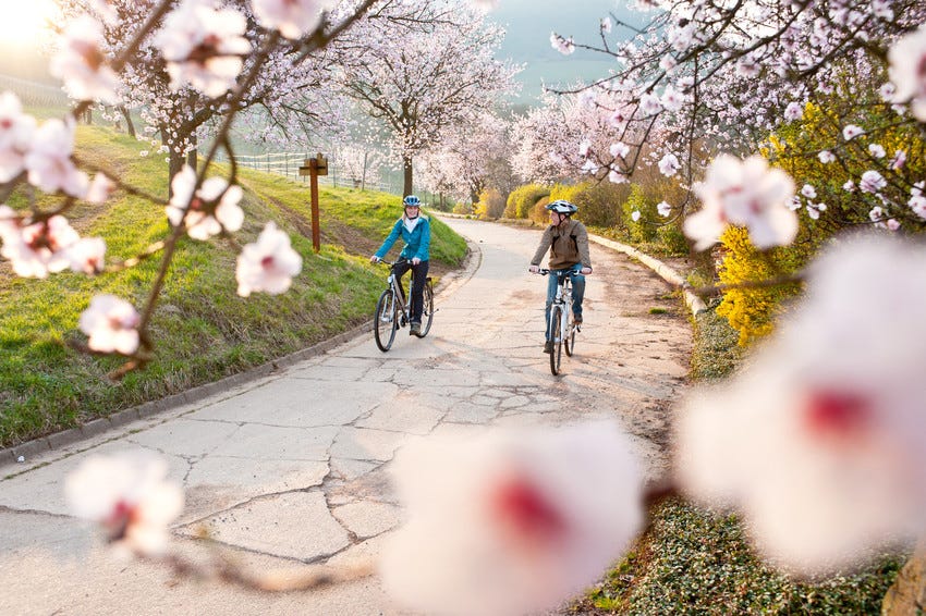 Two people cycling along a curved concrete road lined with cherry blossom trees in full bloom