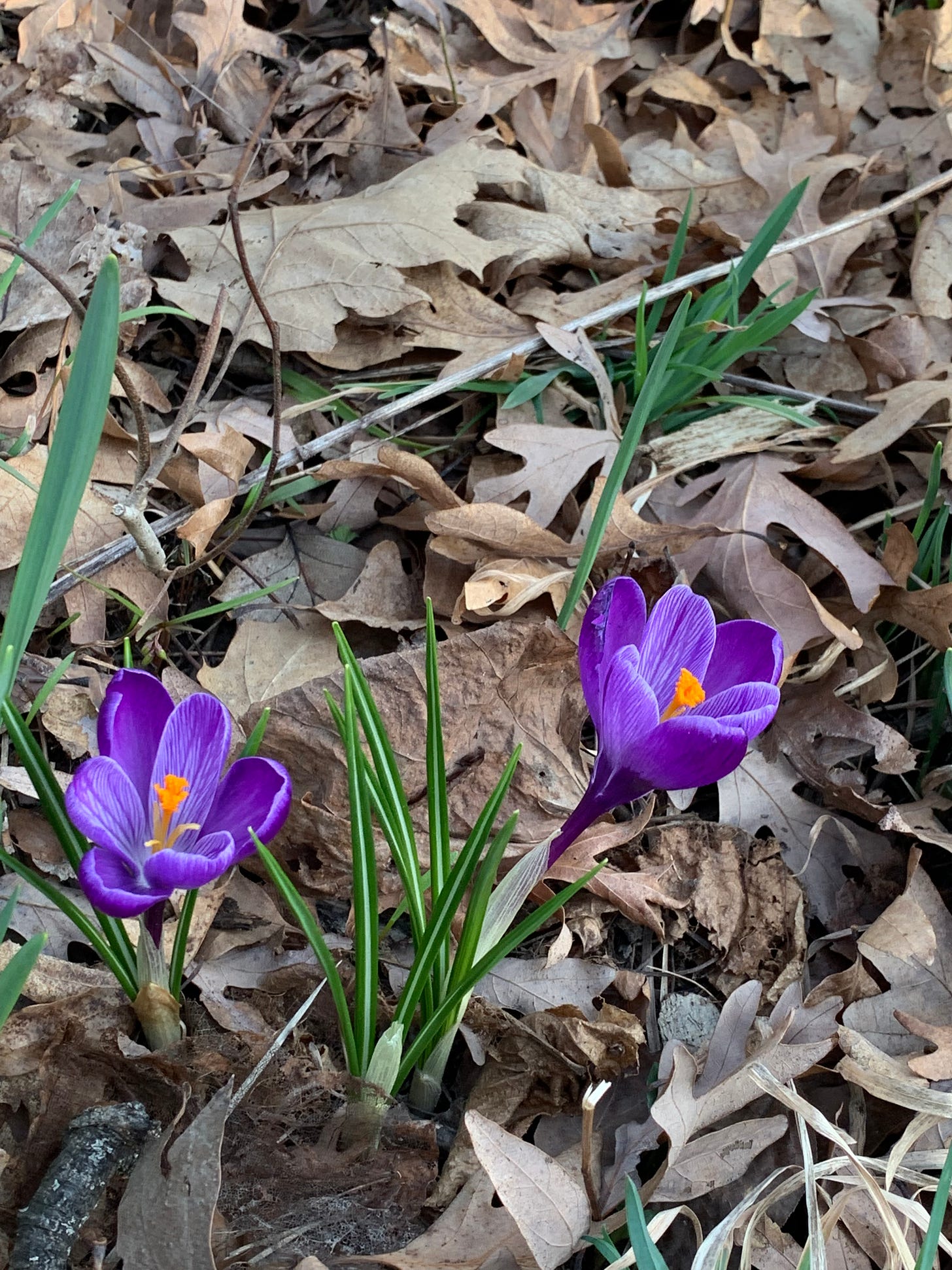 Bright violet flowers with bright orange stamens popping out through the fallen leaves of last fall