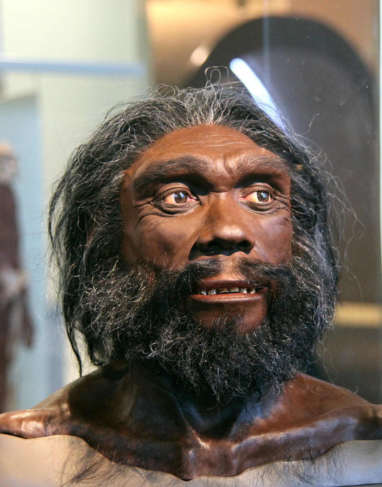 File:Homo heidelbergensis adult male - head model - Smithsonian ...