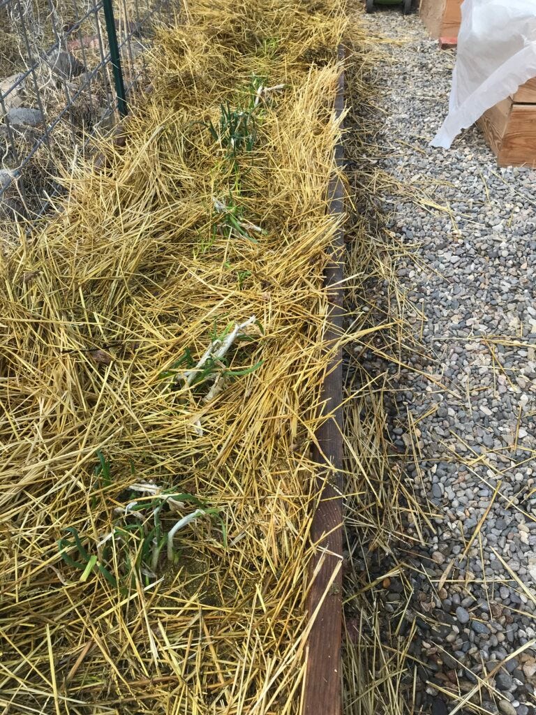 Raised garden bed full of straw with onion shoots visible. 