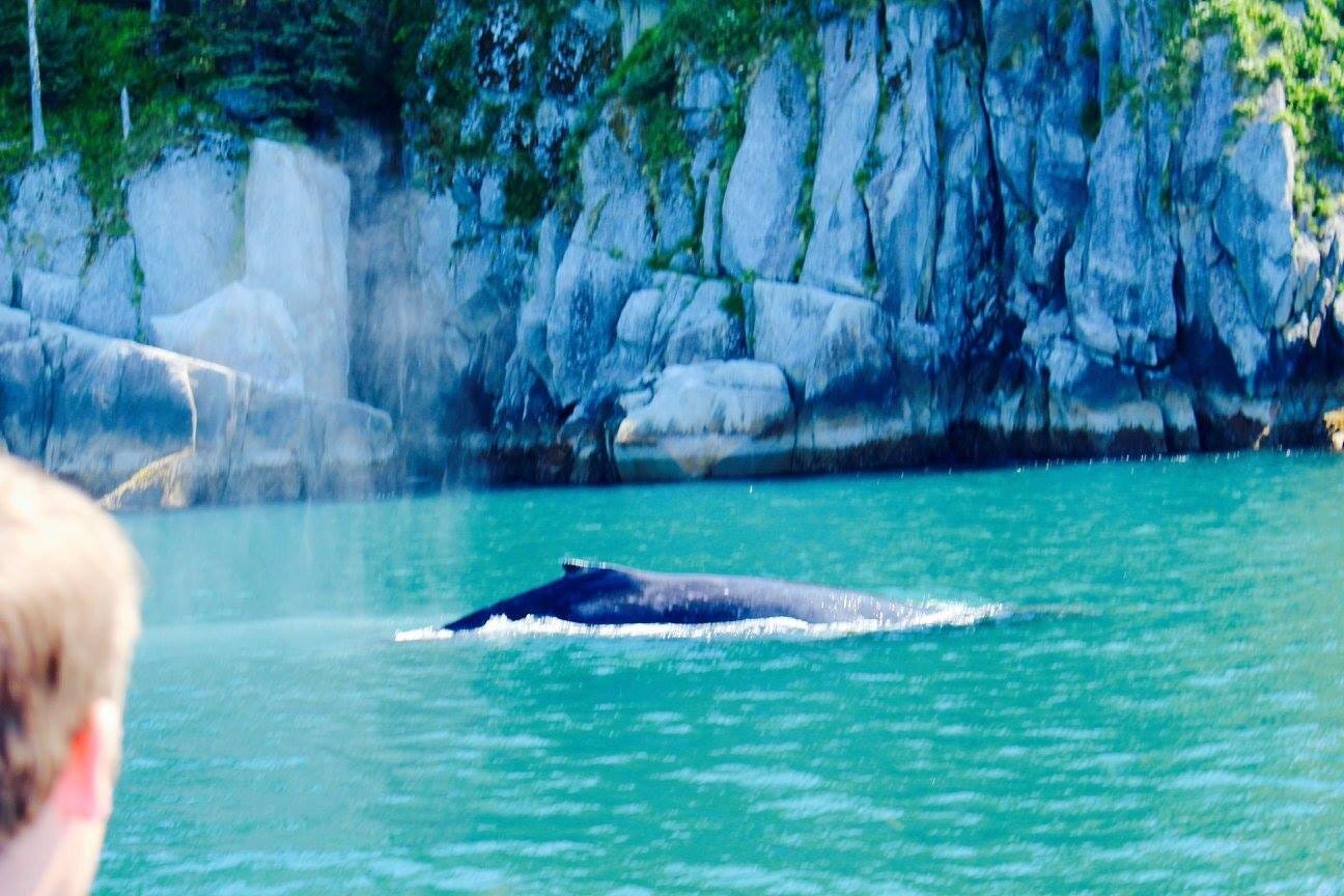 Kenai Fjords Tours - Whale Watching in Seward Alaska