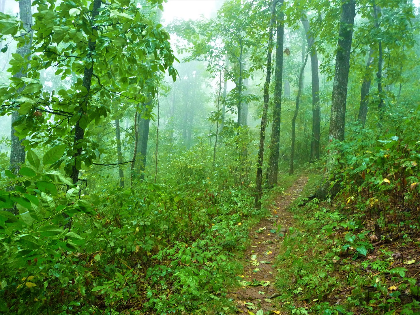 leafy path through green forest
