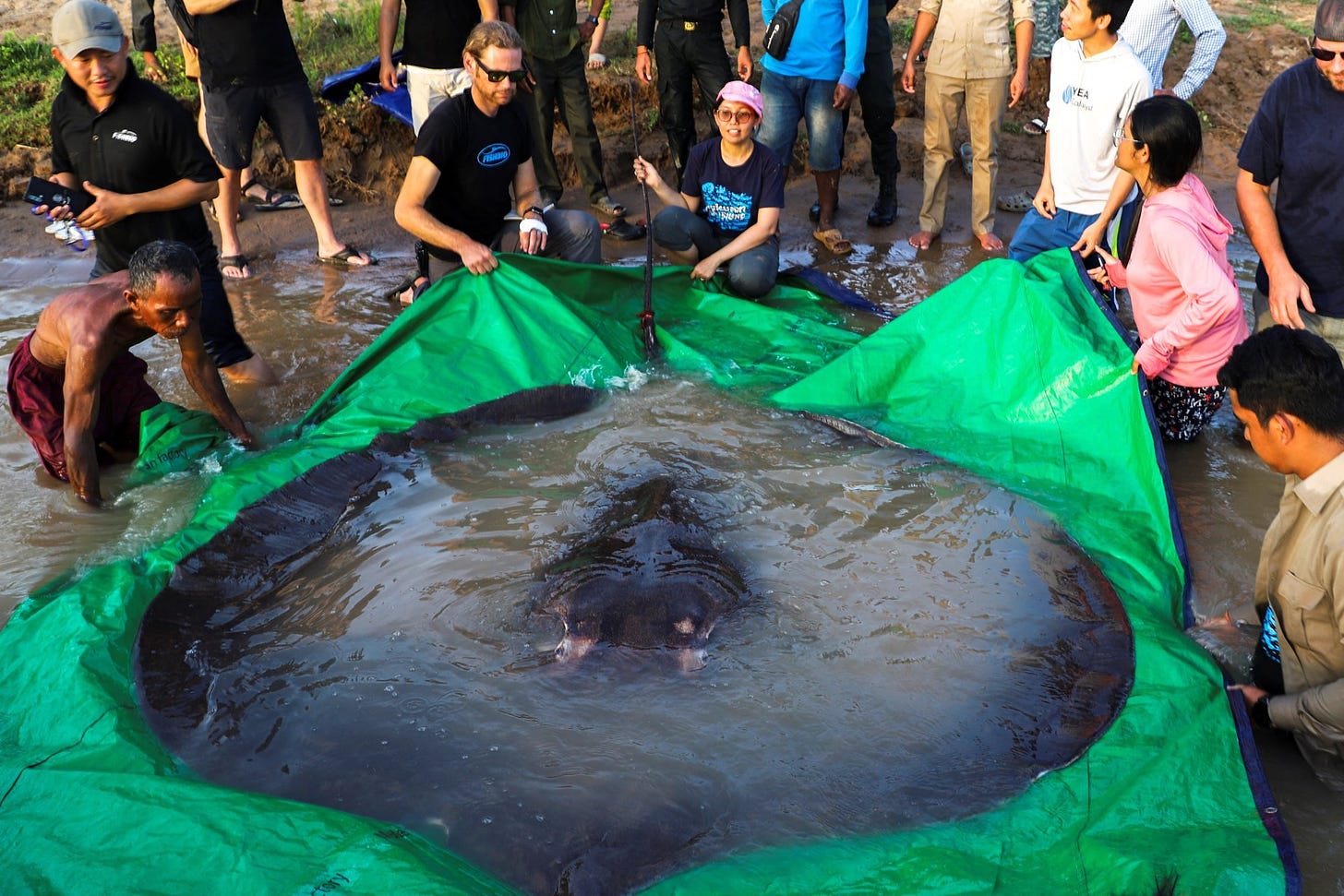 The world’s biggest freshwater fish, a giant stingray, is pictured with International scientists, Cambodian fisheries officials and villagers at Koh Preah island in the Mekong River. Photo: Reuters