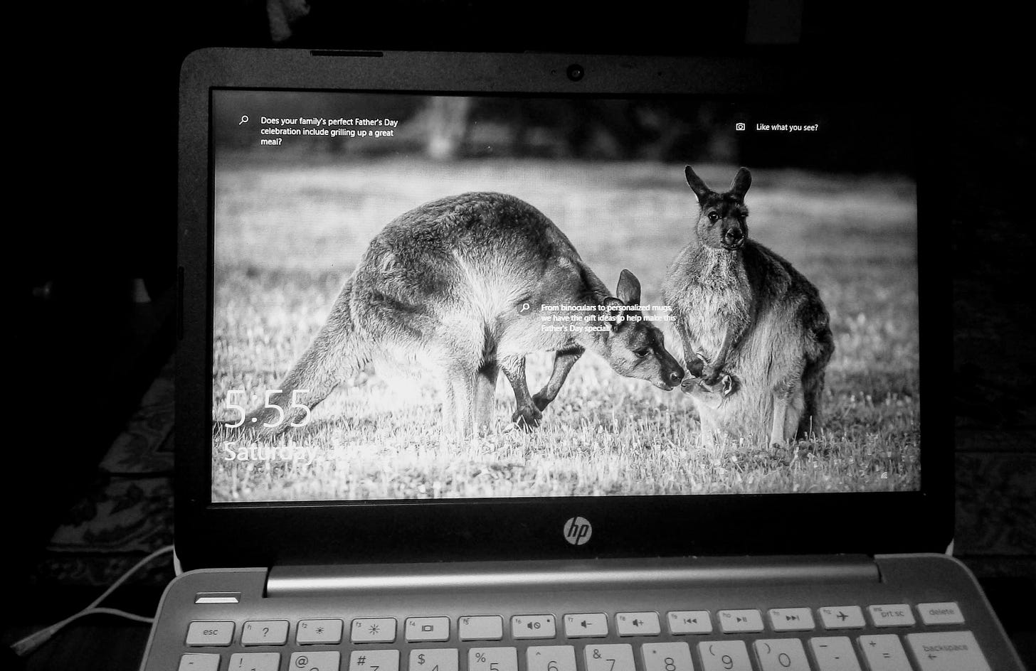 Kangaroos on laptop screen