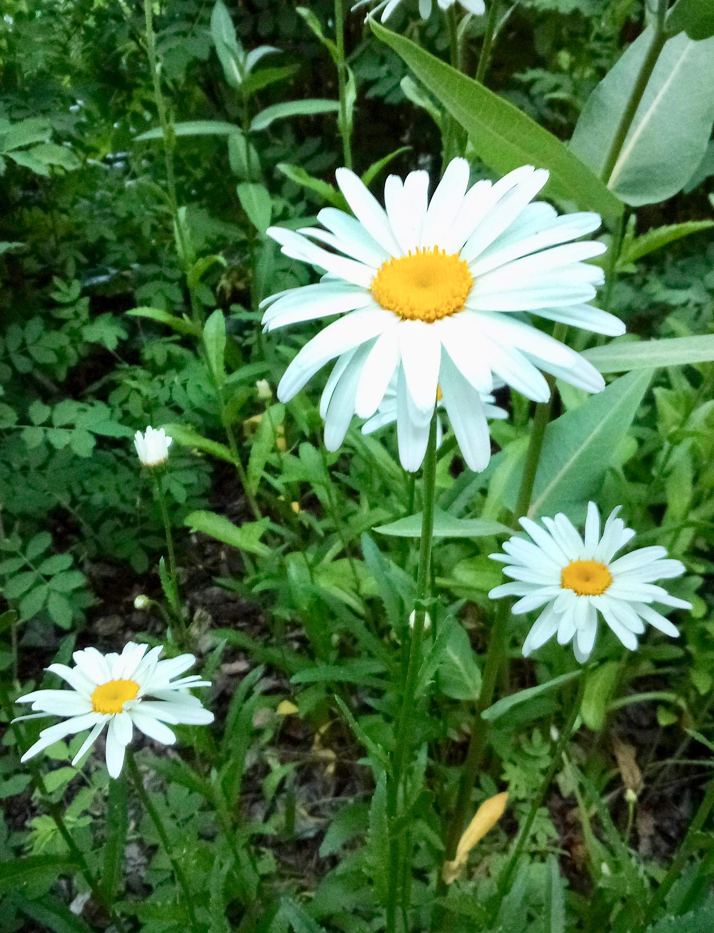 White daisies