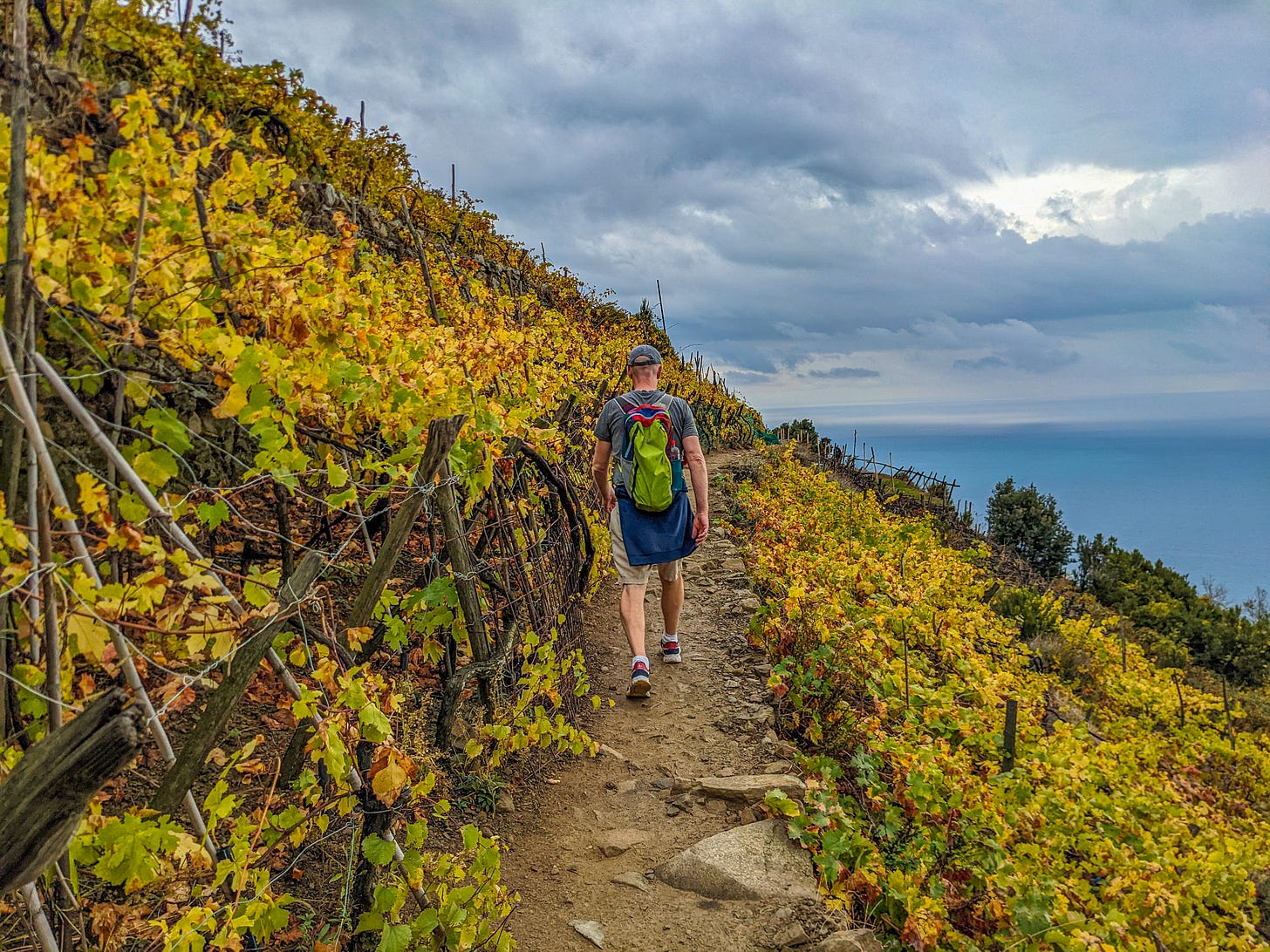 Brent following the trail as it cuts through a vineyard, yellow and green grape leaves on either side. 