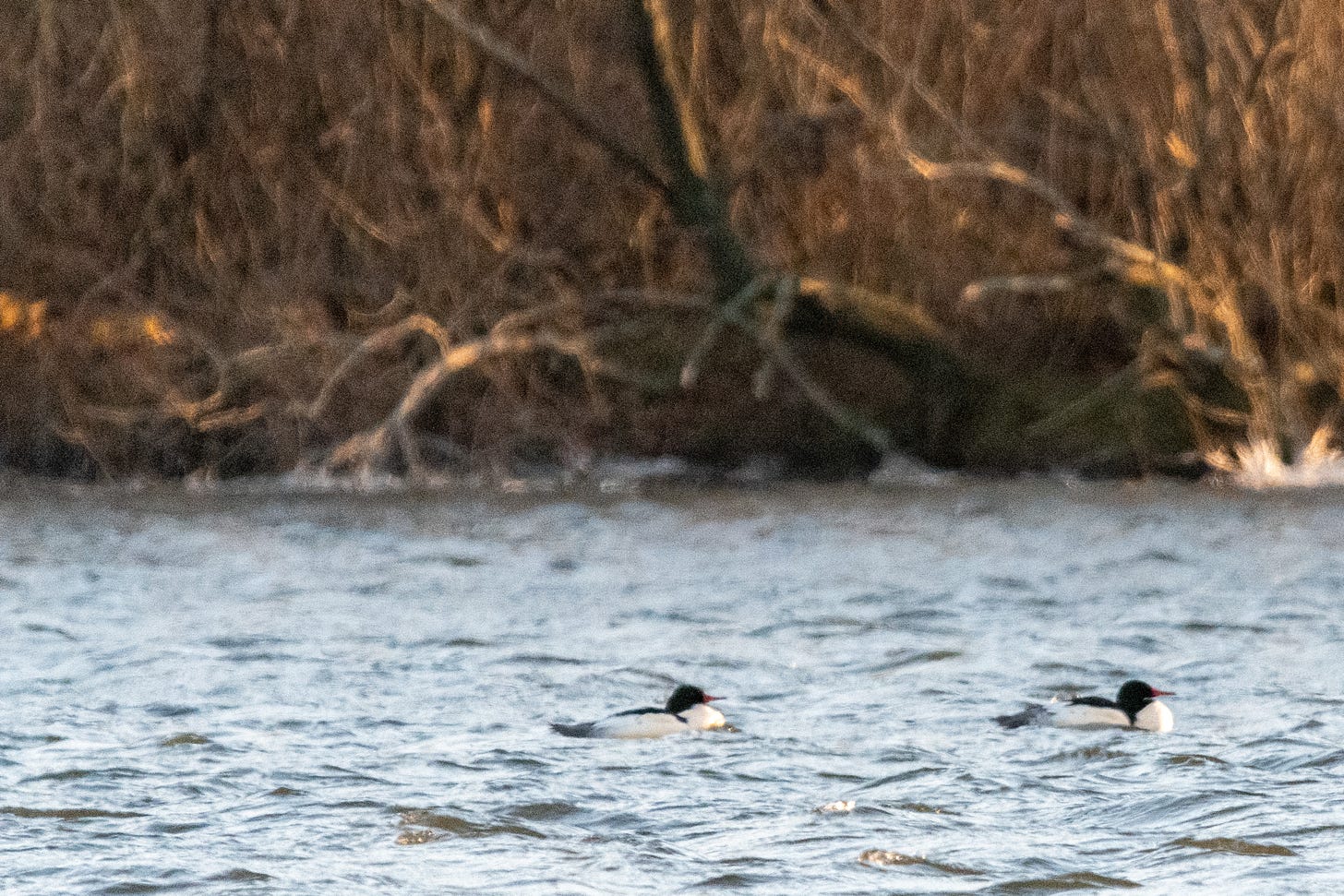A pair of male common mergansers, swimming past Three Sisters Island in Prospect Park Lake, Brooklyn