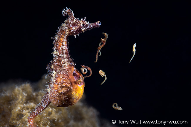 Seahorse giving birth Hippocampus haema