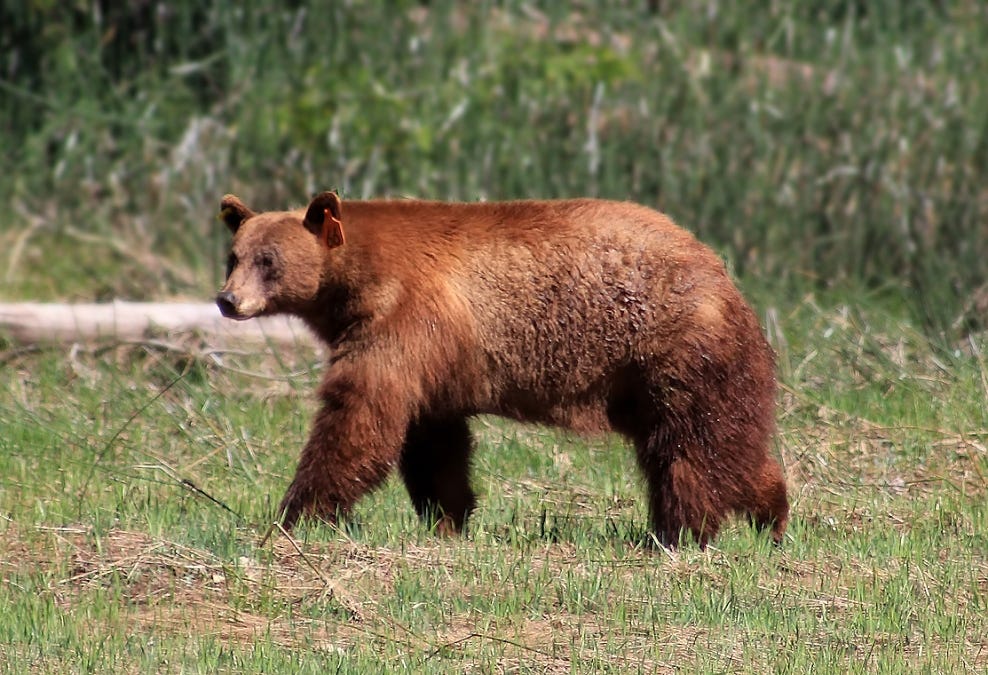 Photo of a bear wandering around