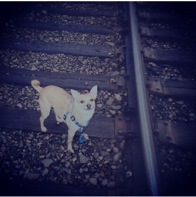 A picture of my small dog on the railroad tracks in Bellingham