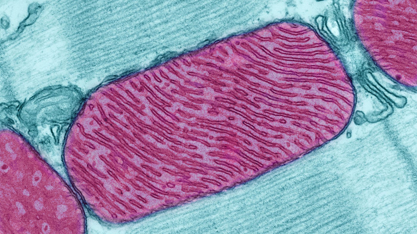 Scientists Find Microbe That Functions Without Mitochondria : Shots -  Health News : NPR