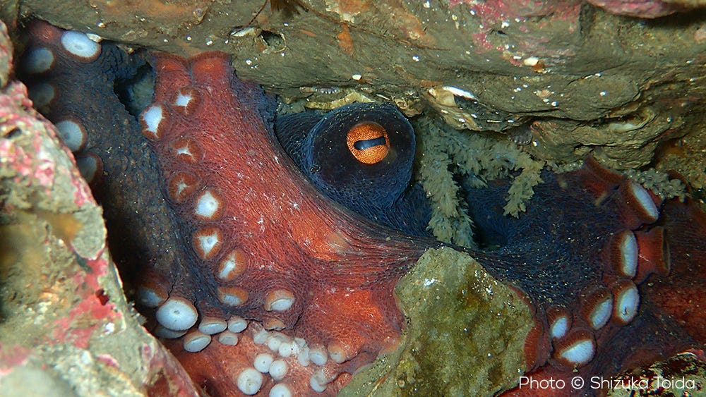 Octopus sinensis