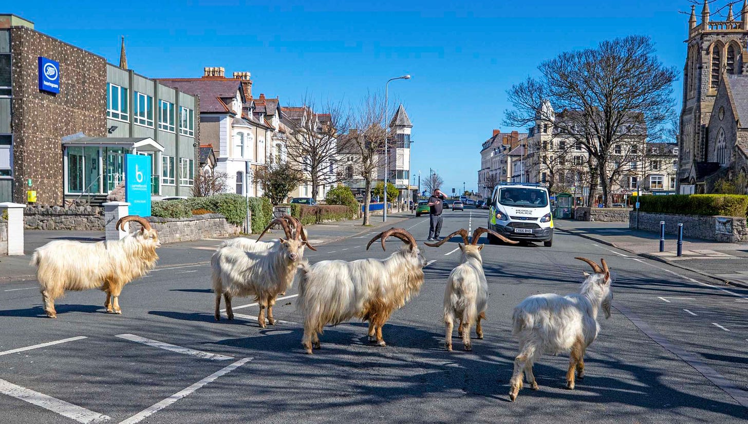 Goat invasion takes over Welsh town as people are on coronavirus ...