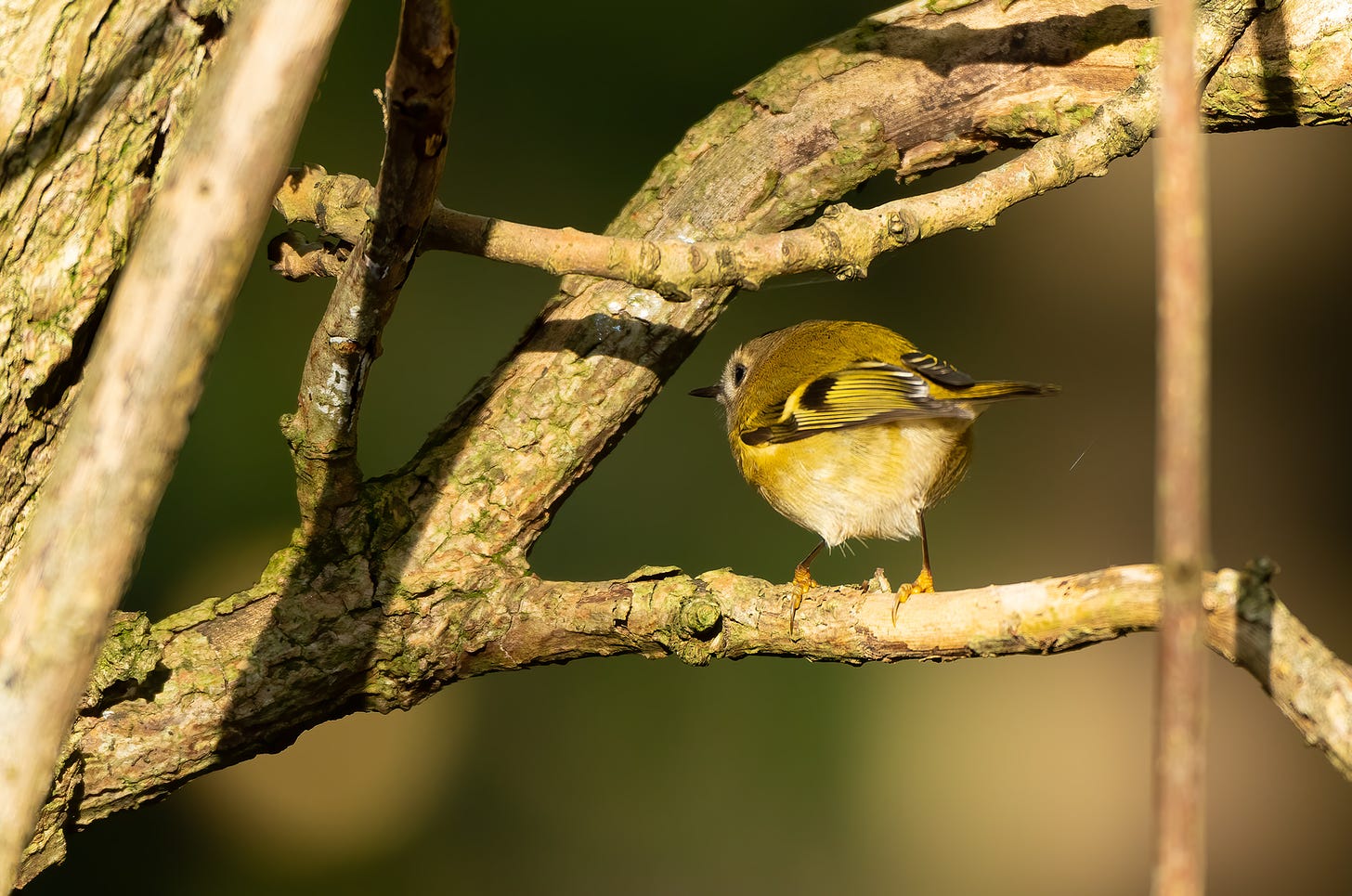Photo of a goldcrest perched on a branch with its back to the camera