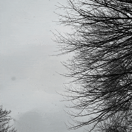 A stop-motion photo animation of snow falling through trees silhouetted by the sky, each time branches rotating so that first they are on the right, then bottom, then left, then top of the frame, thinner branches each time.