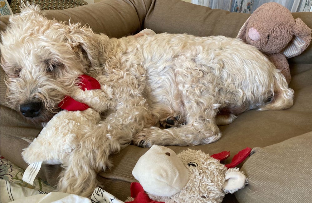 A Wheaton Terrier sleeps on a brown dog bed, surrounded by plush animals.