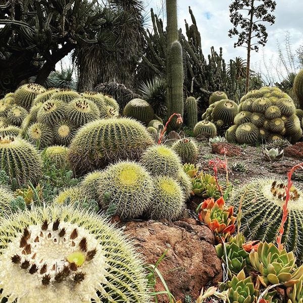 We’ll get through this — persevere like the cactus. (Huntington Gardens)