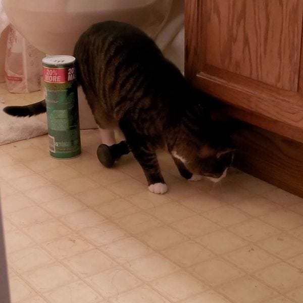 The Meowy v. The Mouse on the night before Christmas The Meowy v. The Mouse on the night before Christmas