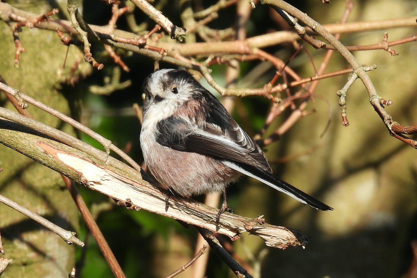 Close up of a Long-tailed Tit sitting on a branch with blurred twigs in the background. Bird has back mostly towards the camera but is looking over its left shoulder towards us. 