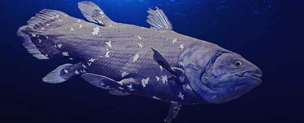 Bizarre Coelacanth Hasn&#39;t Spent 65 Million Years Unchanged After All, Its  Genome Reveals