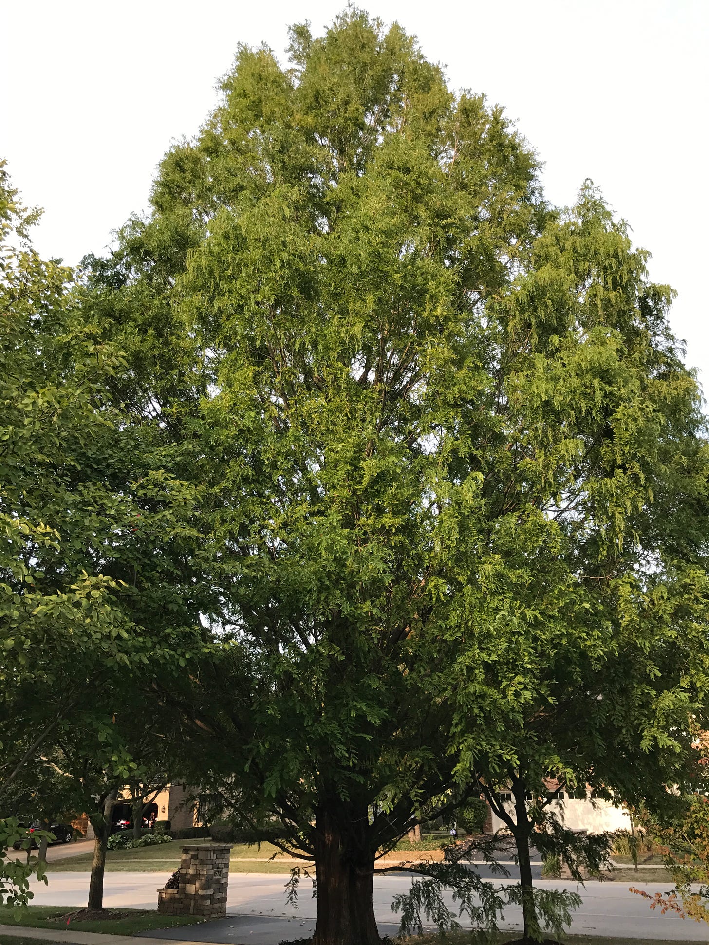 Photo of the same Dawn Redwood, from father away. Showing the whole tree, with broad branches and leaves just beginning to turn in the fall.