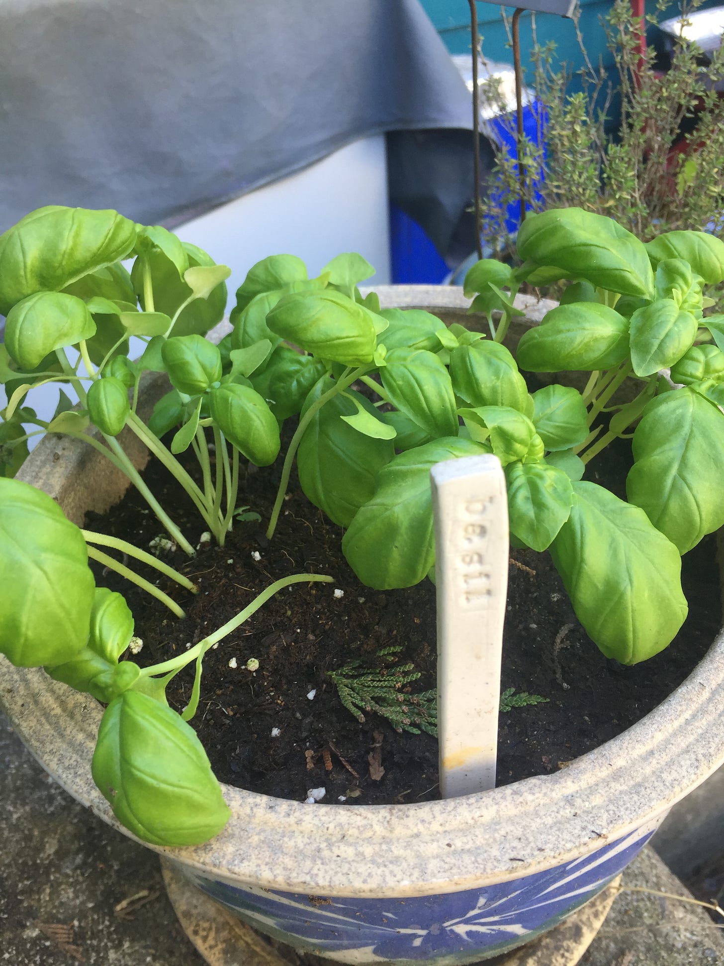 a plant pot from above, filled with basil seedlings. in the front of the pot is a small ceramic marker reading 'basil'.
