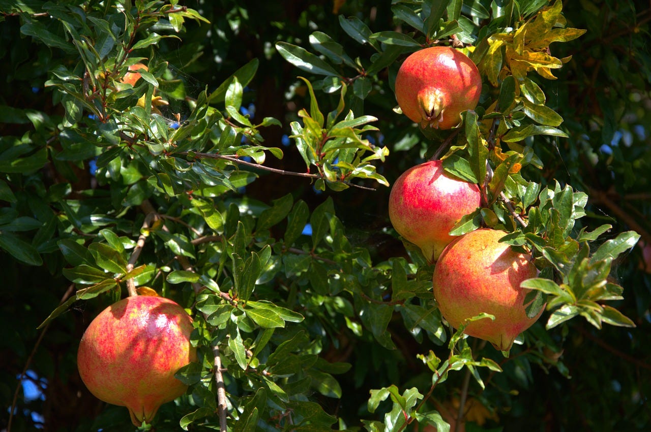 pomegranate fruit tree free photo
