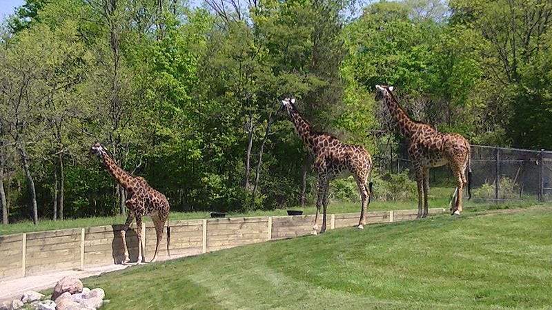 Giraffes at the Toronto Zoo