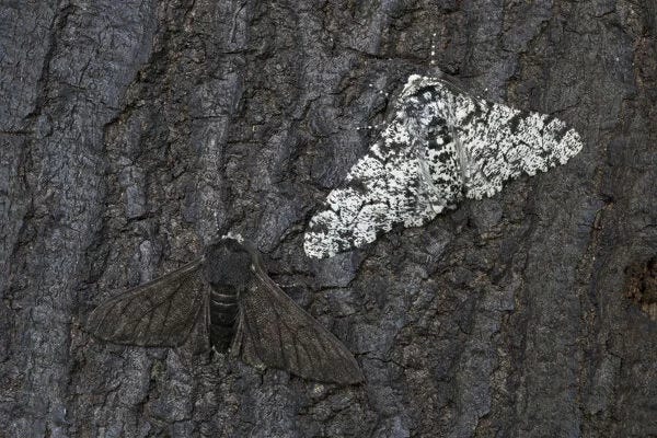 Peppered moth (Biston betularia) showing a comparison of (Photos  Prints,...) #22906528