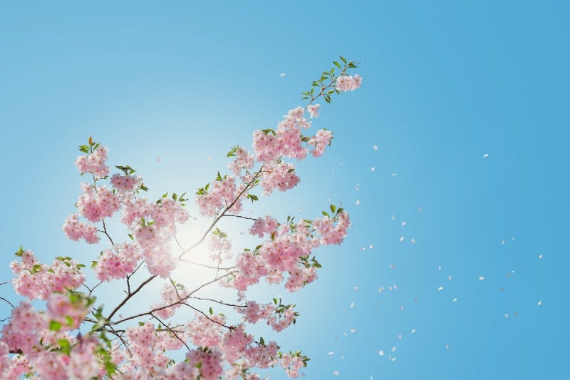 Photo of blooming cherry blossoms against a bright blue sky.
