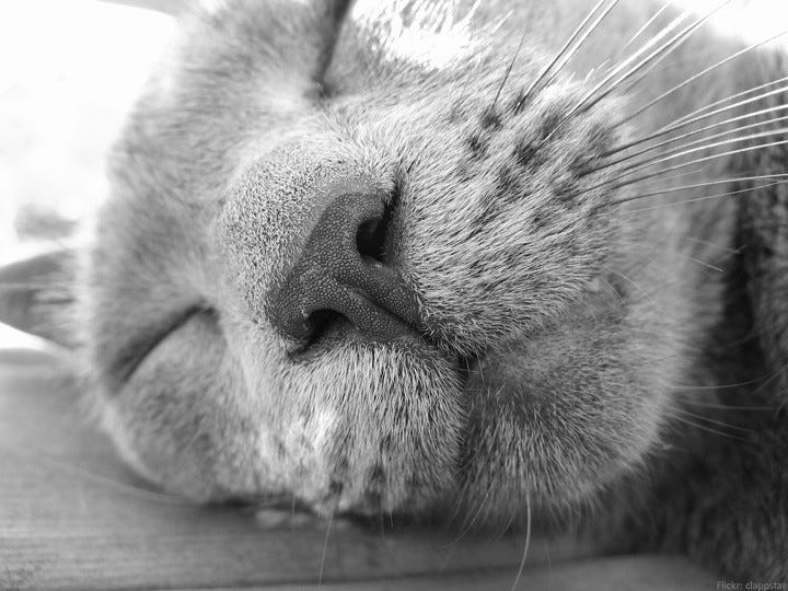 Extreme close up for cat's face while happily sleeping