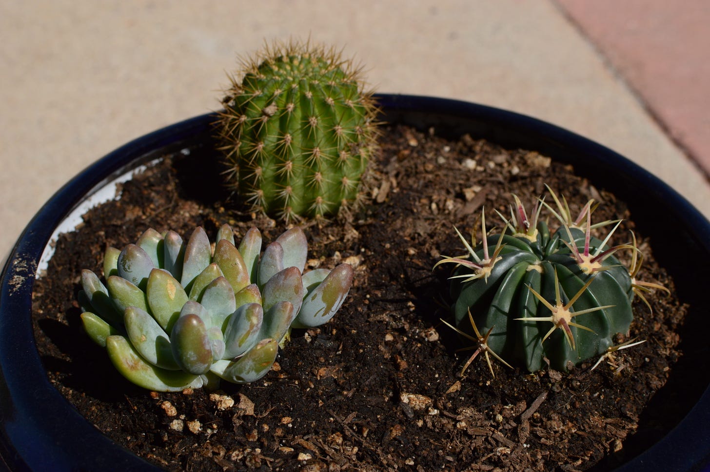 small cacti and sedeveria in a blue and white container