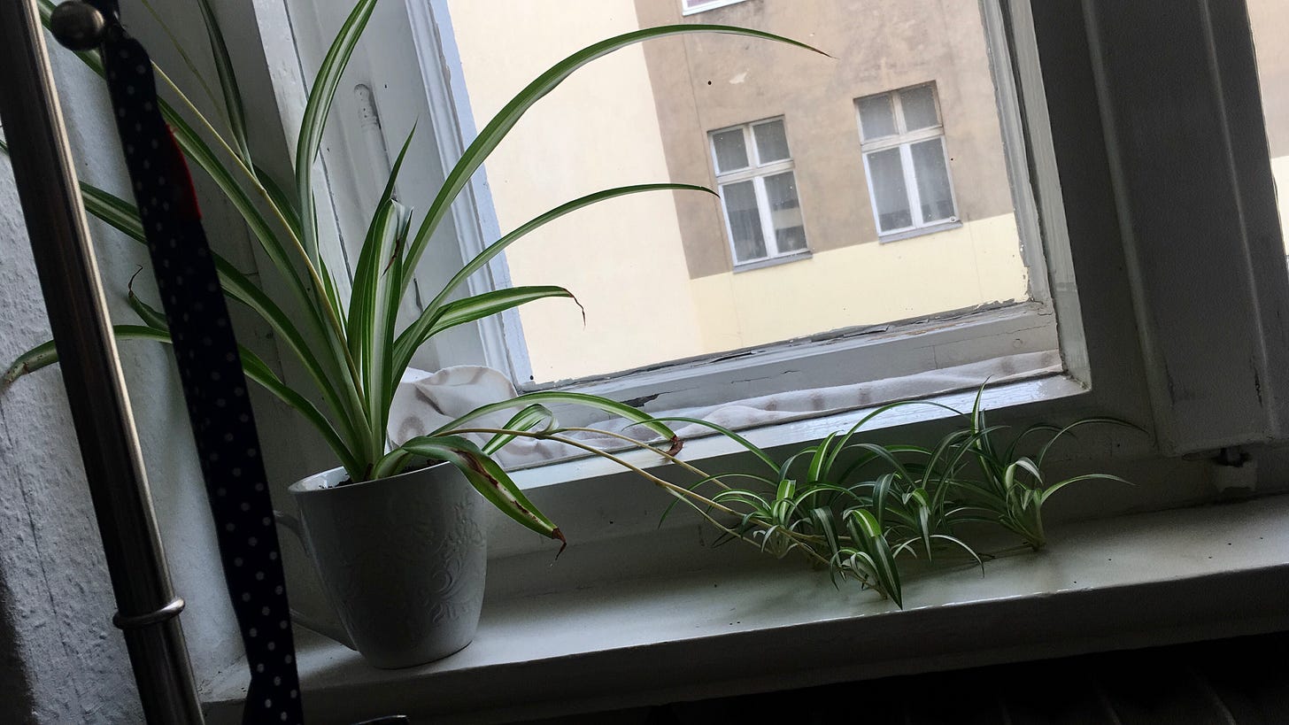 Grünlilie mit vielen Ablegern wächst in einer weißen Tasse. Sie steht auf einer Fensterbank, im Hintergrund das Hinterhaus. 