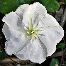 50 MOON FLOWER MORNING GLORY Ipomoea Alba Flower Vine Moonflower Seeds  *FlatShip | eBay