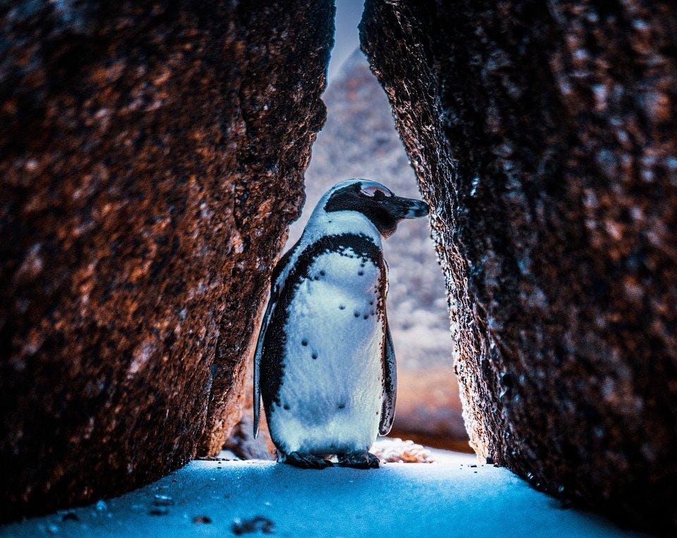 Cape Town penguin