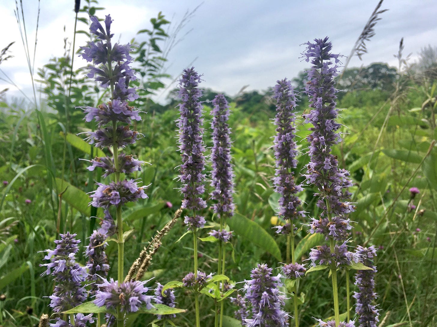 Spikes of light purple flowers in a field