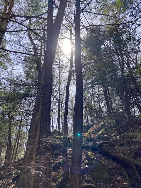 Image of a tall tree with green needles at the top and a bright blue sky with the sun shining.