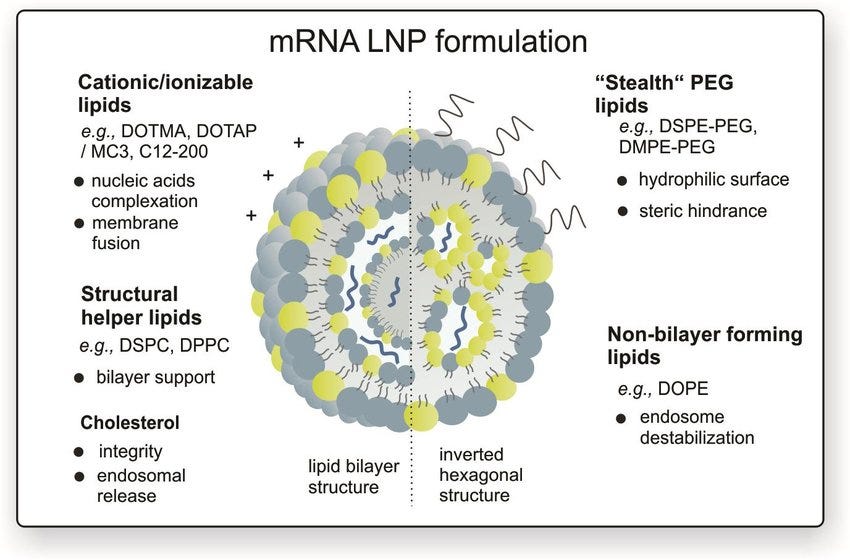 Schematic representation of mRNA lipid nanoparticles. The choice of the amino lipids (cationic or ionizable lipids) and helper lipids will have an impact on the structural arrangement and functional properties of the formulated mRNA LNPs. A proper