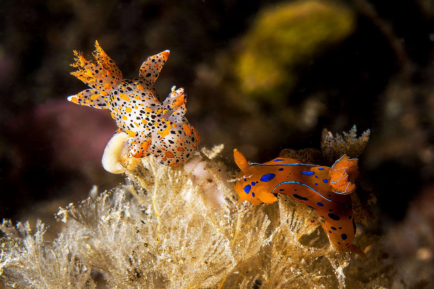 Polycera elegans