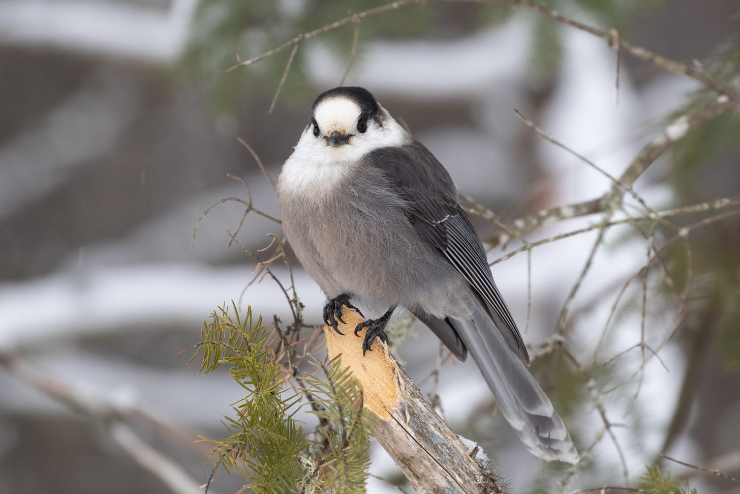 a fluffy gray bird with a long tail, white head, and black cap with black eyes and a small black beak sitting on a snag of a tree, looking at the viewer in front of a snowy landscape