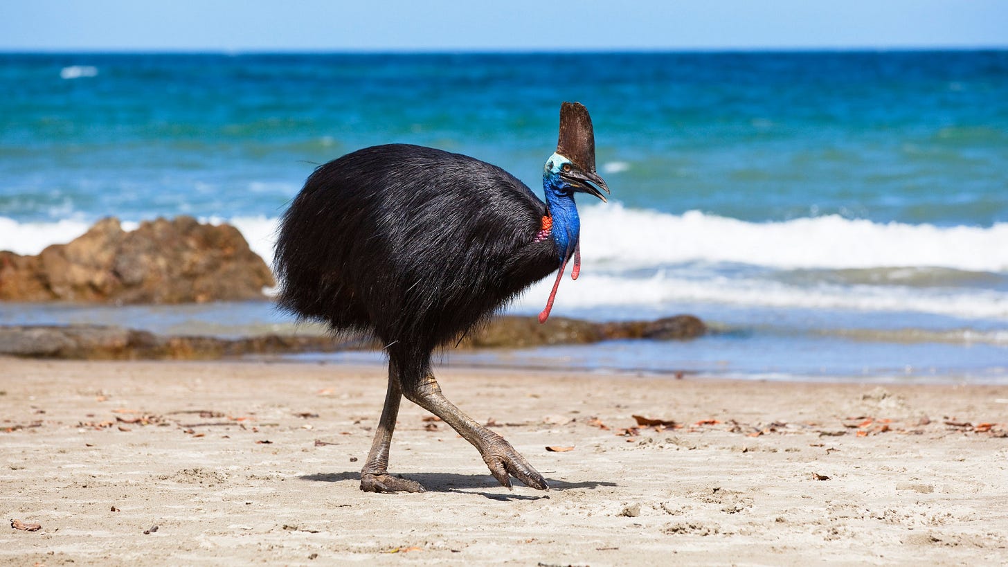 A Giant Bird Killed Its Owner. Now It Could Be Yours. - The New York Times