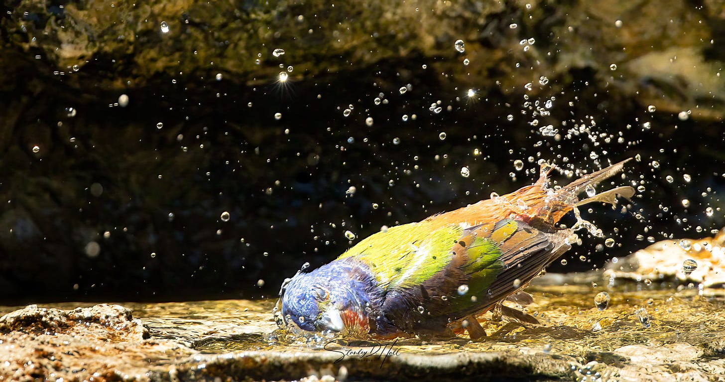 Male Painted Bunting splashing in a rocky pool with its head down near the water and water beads captured in the air