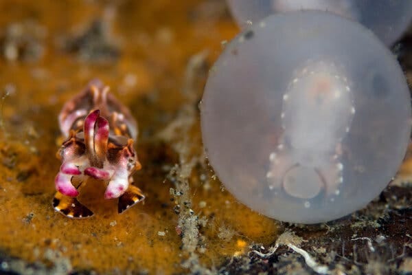 Hatchling cuttlefish, which hatch as miniature versions of adults rather than having a larval phase. They are easier to feed and care for, and therefore cultivate and study in a lab, than octopuses or squid.