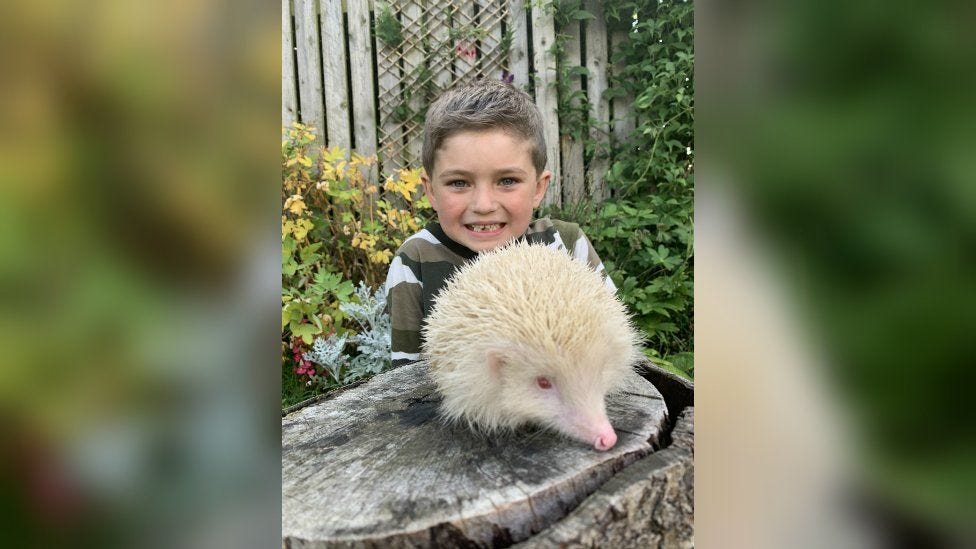 Boy, 6, saves rare albino hedgehog found in Otley - BBC News