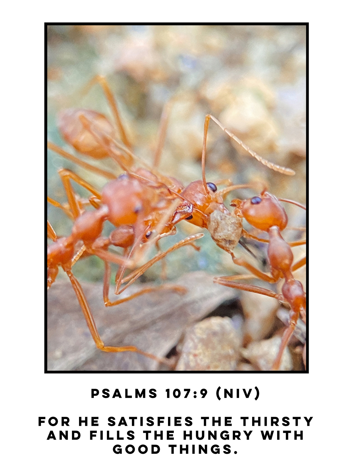 Close up of two red ants carrying food in their mouth. Bible verse Psalms 107:9 NIV for he satisfies the thirsty     and fills the hungry with good things.